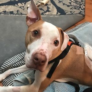 Meet your Posher, Anne